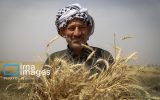 ساز و کار خرید تضمینی گندم از کشاورزان مشخص شد