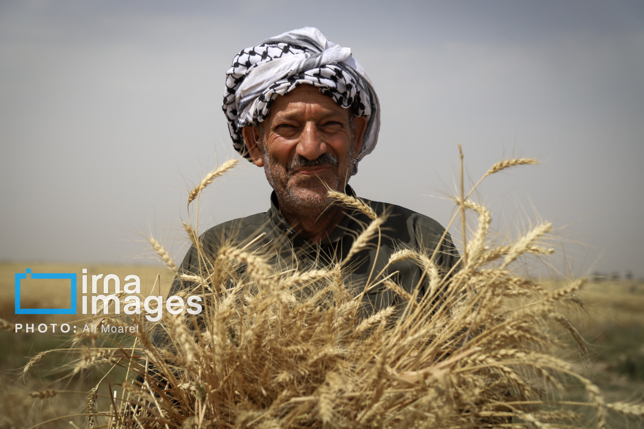 ساز و کار خرید تضمینی گندم از کشاورزان مشخص شد ساز و کار خرید تضمینی گندم از کشاورزان مشخص شد