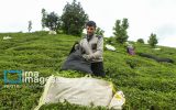 برداشت بیش از ۴۱ هزار تن برگ سبز چای بهاره