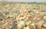 ورود بازرسی به اتلاف محصولات کشاورزی جنوب کرمان/تولید در اسارت مافیای واردات و دلالی است