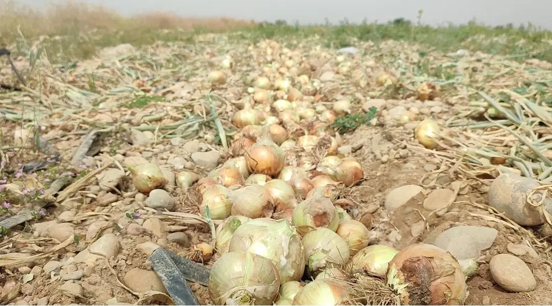 ورود بازرسی به اتلاف محصولات کشاورزی جنوب کرمان/تولید در اسارت مافیای واردات و دلالی است ورود بازرسی به اتلاف محصولات کشاورزی جنوب کرمان/تولید در اسارت مافیای واردات و دلالی است