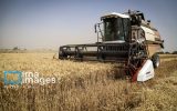 خرید تضمینی گندم از مرز ۲ میلیون تن عبور کرد