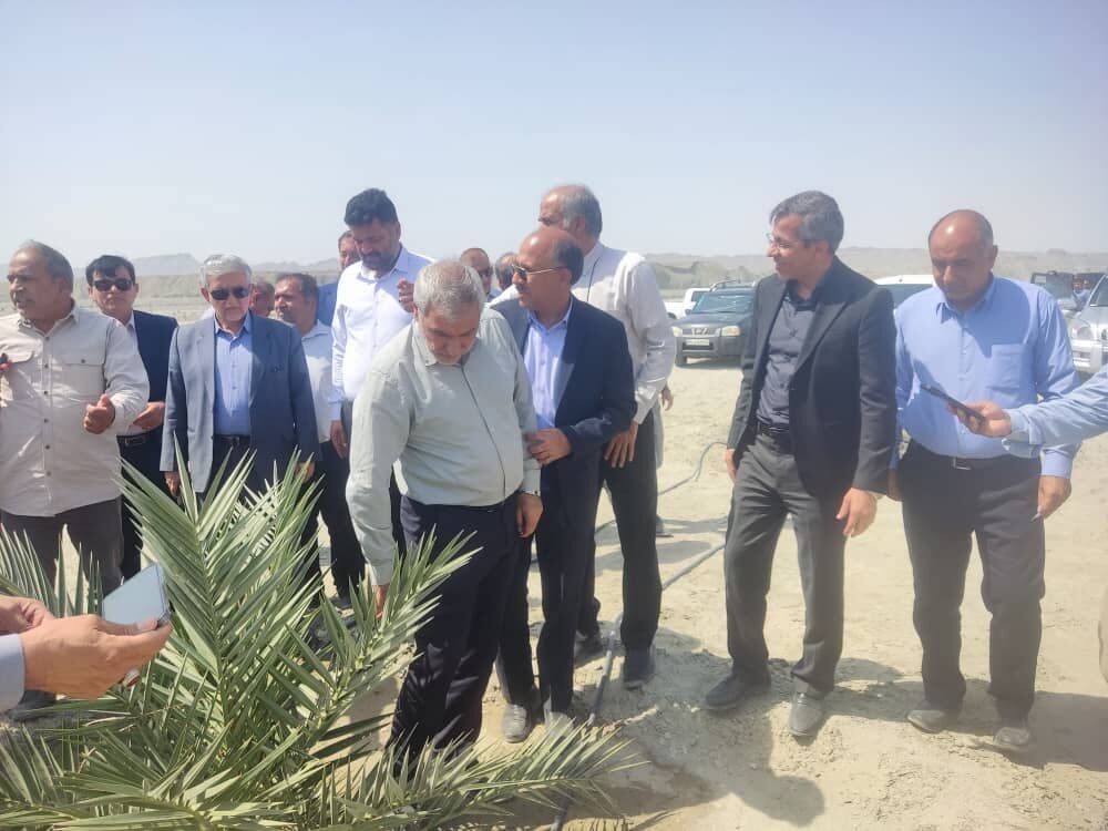 بازدید نمایندگان مجلس از بزرگترین نخلستان مجول جهان در «دشت پُلپُلک» بشاگرد هرمزگان بازدید نمایندگان مجلس از بزرگترین نخلستان مجول جهان در «دشت پُلپُلک» بشاگرد هرمزگان