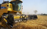 خرید تضمینی گندم با قیمت مصوب ۲۰۵۰۰ تومان به ازای هر کیلوگرم در سمنان