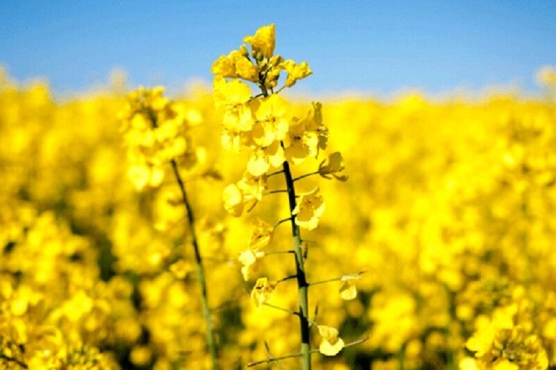 بخش خصوصی هنوز برای خرید تضمینی کلزا اعلام آمادگی نکرده است بخش خصوصی هنوز برای خرید تضمینی کلزا اعلام آمادگی نکرده است