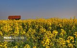 کلزاکاران خوزستانی در تنگنای حمل‌ونقل؛ ۵۳ هزار تن محصول خریداری شد