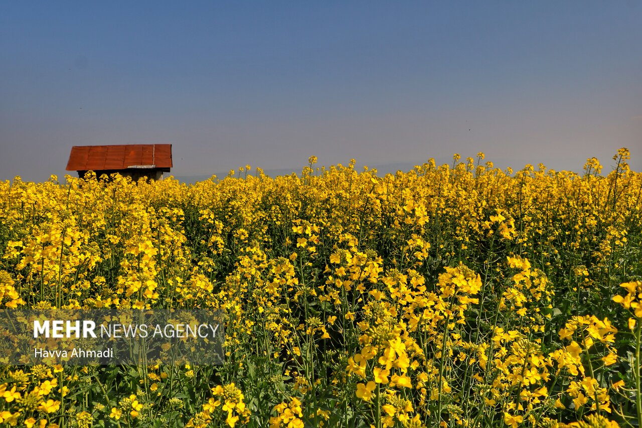 کلزاکاران خوزستانی در تنگنای حملونقل؛ ۵۳ هزار تن محصول خریداری شد کلزاکاران خوزستانی در تنگنای حملونقل؛ ۵۳ هزار تن محصول خریداری شد