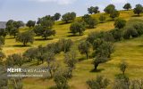رشد بیش از ۷۰۰ درصدی آتش‌سوزی در جنگل‌های زاگرس