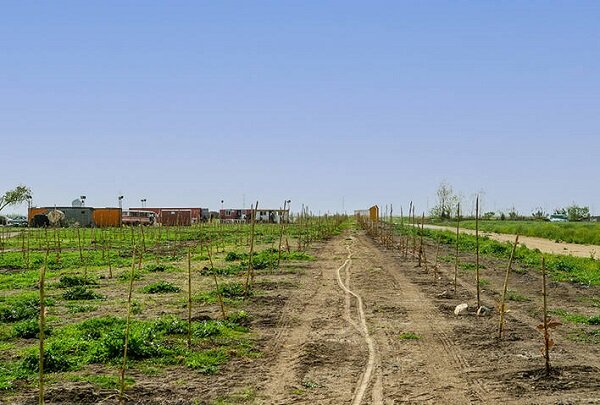 وزارت جهاد به دنبال بازپسگیری زمین پتروشیمی میانکاله است وزارت جهاد به دنبال بازپسگیری زمین پتروشیمی میانکاله است