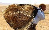 خلف‌وعده دولت در پرداخت پول گندم‌کاران