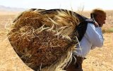 خلف‌وعده دولت در پرداخت پول گندم‌کاران