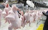 افزایش ۲۴ درصدی تولید گوشت مرغ در فارس