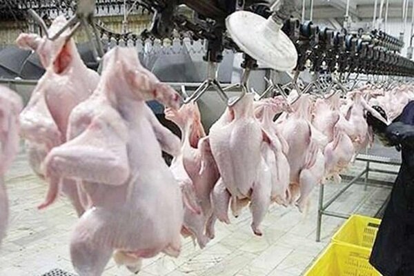 افزایش ۲۴ درصدی تولید گوشت مرغ در فارس افزایش ۲۴ درصدی تولید گوشت مرغ در فارس
