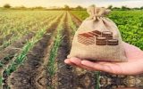 صندوق‌های حمایت بخش کشاورزی با تزریق منابع تقویت می‌شوند