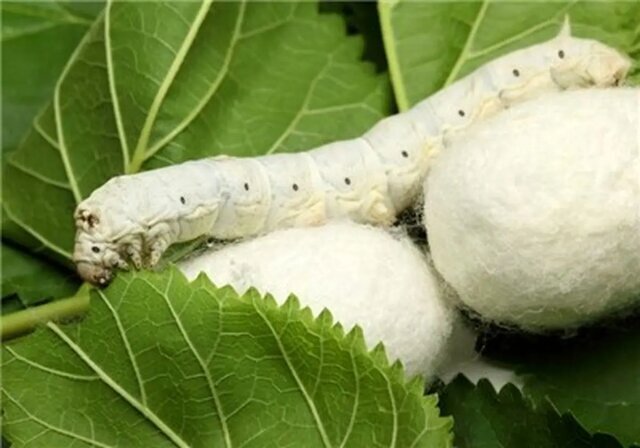 آغاز تولید هستههای فناور تخم نوغان اصلاح شده آغاز تولید هستههای فناور تخم نوغان اصلاح شده