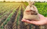 رفع مشکلات بخش زراعت با بهره‌گیری از ظرفیت صندوق‌های حمایت