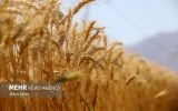 پس از گذشت ۴۰ روز از تحویل نخستین بار گندم هنوز ریالی پرداخت نشده است
