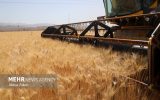 نرخ خرید تضمینی گندم ۱۴۰۵-۱۴۰۴ تا پایان خرداد تعیین می‌شود