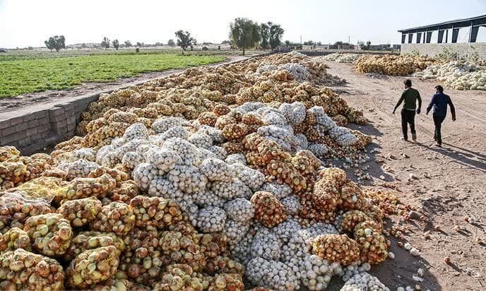 هزاران تن پیاز در دمای ۴۵ درجه جنوب کرمان دپو شد هزاران تن پیاز در دمای ۴۵ درجه جنوب کرمان دپو شد