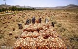 پرداخت فوری پول خرید تضمینی پیاز پرداخت فوری پول خرید تضمینی پیاز