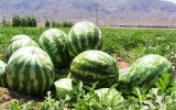 میانگین غلظت نیترات در هندوانه‌های کشور کمتر از ۱۰ میلی‌گرم بر کیلوگرم