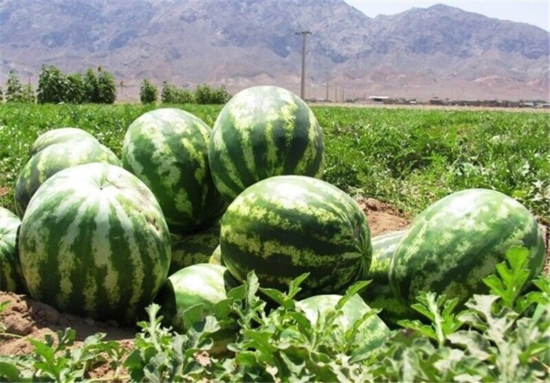 میانگین غلظت نیترات در هندوانههای کشور کمتر از ۱۰ میلیگرم بر کیلوگرم میانگین غلظت نیترات در هندوانههای کشور کمتر از ۱۰ میلیگرم بر کیلوگرم