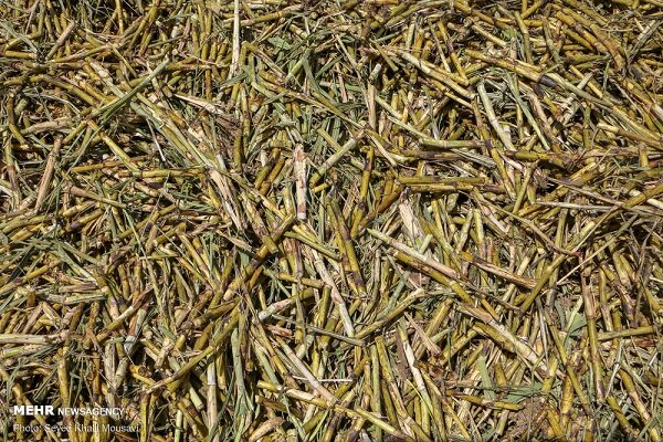 صادرات تفاله چغندر و نیشکر آزاد شد صادرات تفاله چغندر و نیشکر آزاد شد