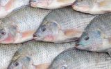 سرنوشت پرورش تیلاپیا به کجا رسید؟