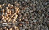 امسال پسته ایران به اروپا صادر می‌شود؟