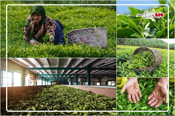 چالش‎ها و دغدغه‌‎های چایکاران رودسری؛ حمایت‎هایی که برای رونق نیاز است