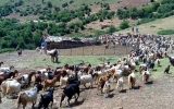 ویدیو/ آغاز «قرق شکنی» در مراتع البرز مرکزی ویدیو/ آغاز «قرق شکنی» در مراتع البرز مرکزی