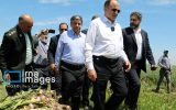 سفر وزیر جهاد کشاورزی به استان اردبیل