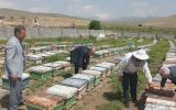 برخورد با عاملان تلفات زنبورها بر اثر سموم غیر مجاز در آذربایجان غربی برخورد با عاملان تلفات زنبورها بر اثر سموم غیر مجاز در آذربایجان غربی