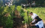 توسعه آموزش کشاورزی از هنرستان تا مزرعه توسعه آموزش کشاورزی از هنرستان تا مزرعه