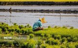 سازمان حفظ نباتات مسئول پایش باقی‌مانده سموم کشاورزی است