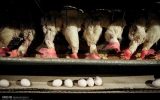 قیمت ۴ قلم کالای اساسی تعیین شد قیمت ۴ قلم کالای اساسی تعیین شد