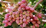 نخستین آفت‌کش گیاهی بر پایه گیاهان بومی ایران و کنترل آفت پسته ثبت شد
