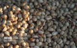 نخستین آفتکش گیاهی بر پایه گیاهان بومی ایران و کنترل آفت پسته ثبت شد نخستین آفتکش گیاهی بر پایه گیاهان بومی ایران و کنترل آفت پسته ثبت شد