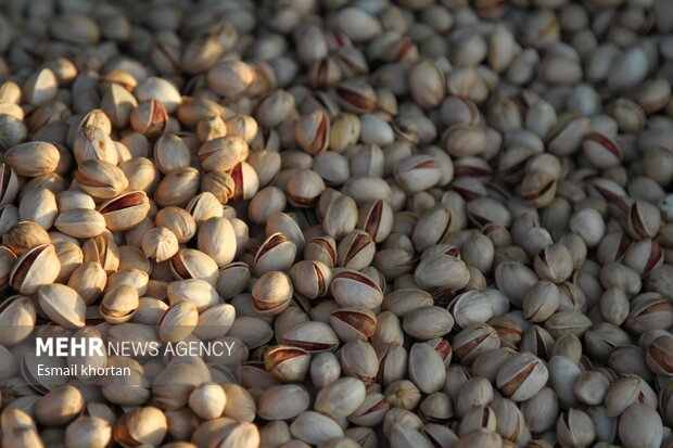 نخستین آفت‌کش گیاهی بر پایه گیاهان بومی ایران و کنترل آفت پسته ثبت شد
