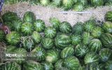 واکنش سازمان ملی استاندارد به ویدئوی جنجالی هندوانه صادراتی