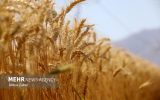 پس از گذشت ۴۰ روز از تحویل نخستین بار گندم هنوز ریالی پرداخت نشده است