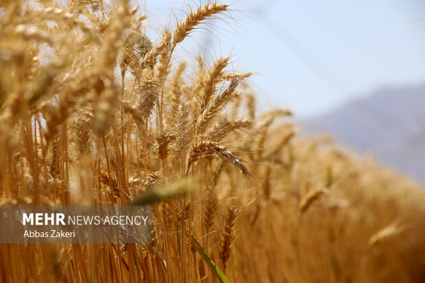 پس از گذشت ۴۰ روز از تحویل نخستین بار گندم هنوز ریالی پرداخت نشده است