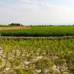 وقتی شالیزارها تاب عطش نیاوردند