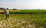 وقتی شالیزارها تاب عطش نیاوردند وقتی شالیزارها تاب عطش نیاوردند