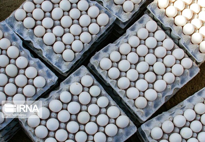 متفورمین، تخمگذاری مرغها را افزایش میدهد متفورمین، تخمگذاری مرغها را افزایش میدهد