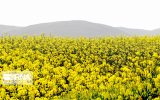 تسریع رشد، افزایش مقاومت و بهبود عملکرد گیاه کلزای ایرانی