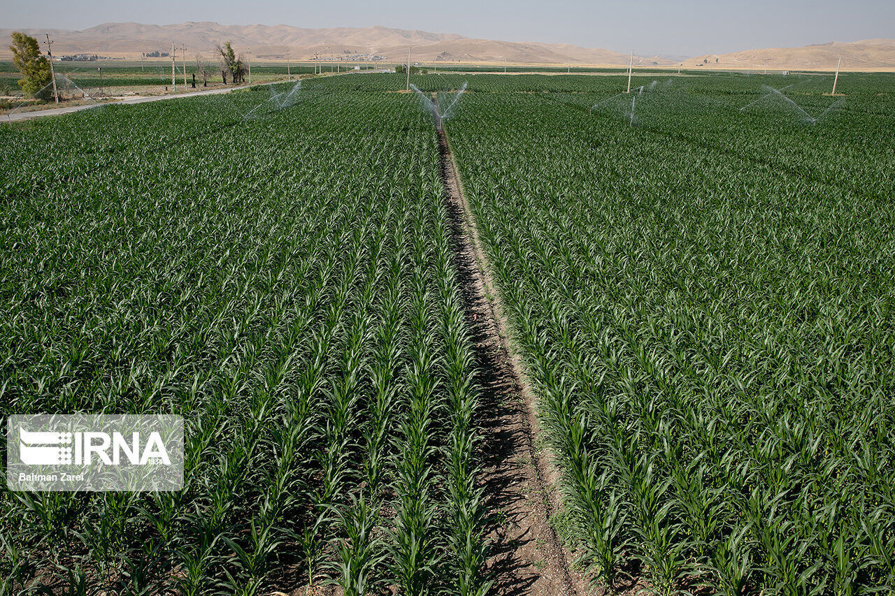 ارتقای بهرهوری آب در بخش کشاورزی نیازمند سرمایهگذاری هدفمند و مشارکت مردمی است ارتقای بهرهوری آب در بخش کشاورزی نیازمند سرمایهگذاری هدفمند و مشارکت مردمی است