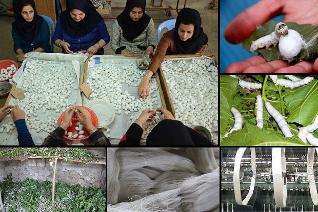 تعرفه پایین واردات تخم نوغان؛ چالشی برای توسعه پایدار صنعت ابریشم