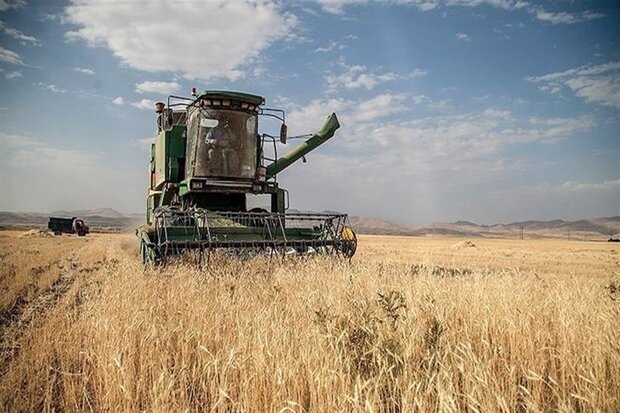 فراز و فرود زراعت در سالی خشک؛ گندم سقوط و دانه‌های روغنی صعود کرد!