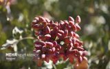 اصلاح و بازسازی باغات پسته به تسهیلات نیاز دارد